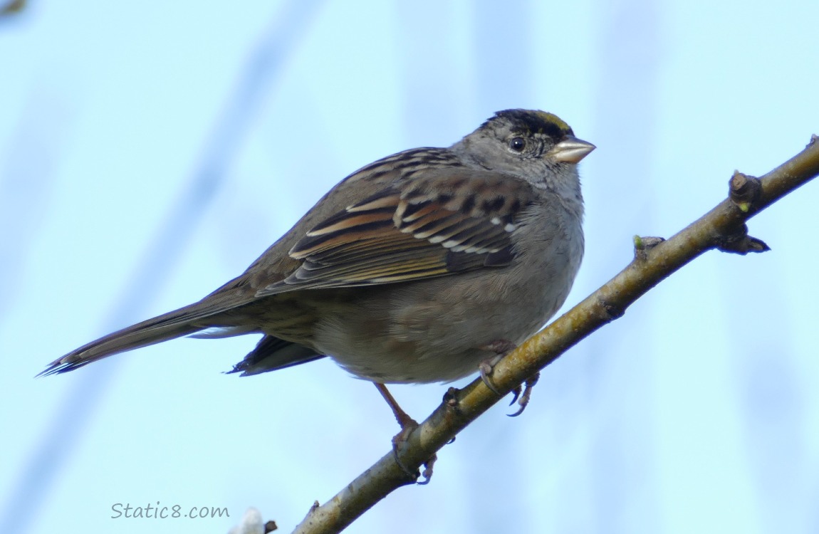 Golden Crown Sparrow up on a twig