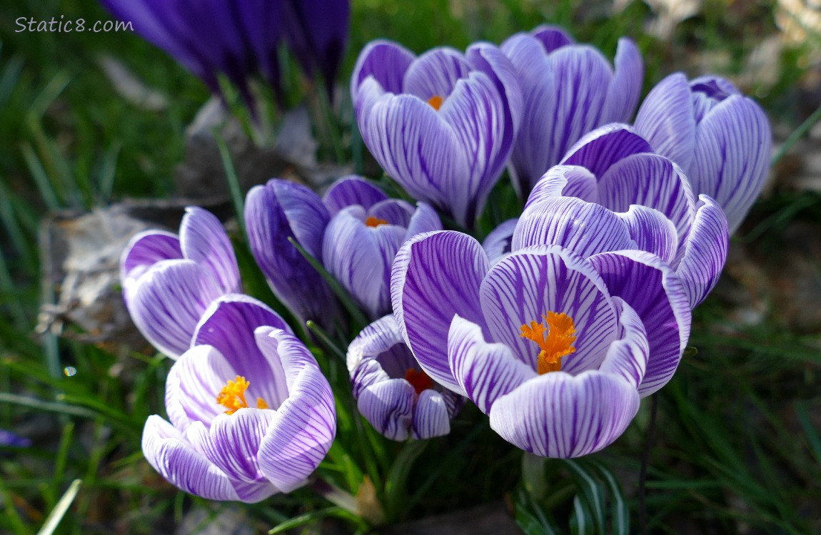 Purple and white striped Crocus blooms