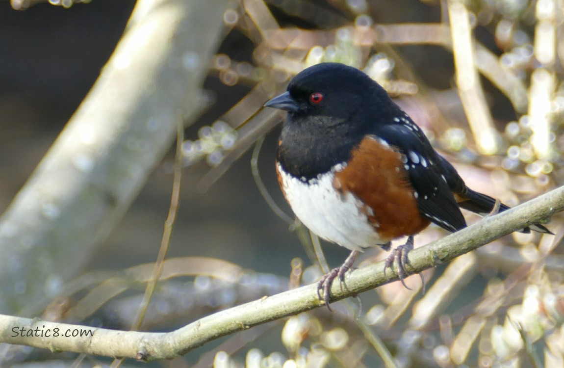 Spotted Towhee standing on a twig