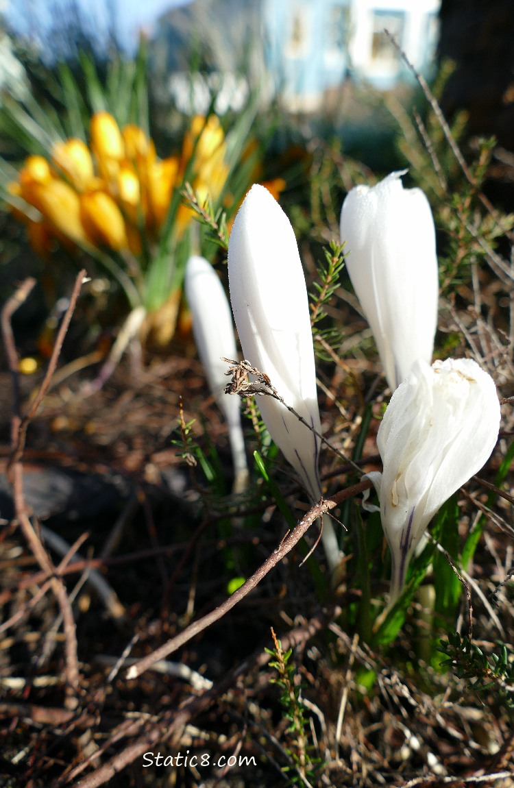 White Crocus blooms, with Yellow Crucus blooms in the background