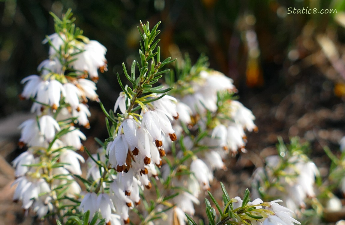 White Winter Heath blooms