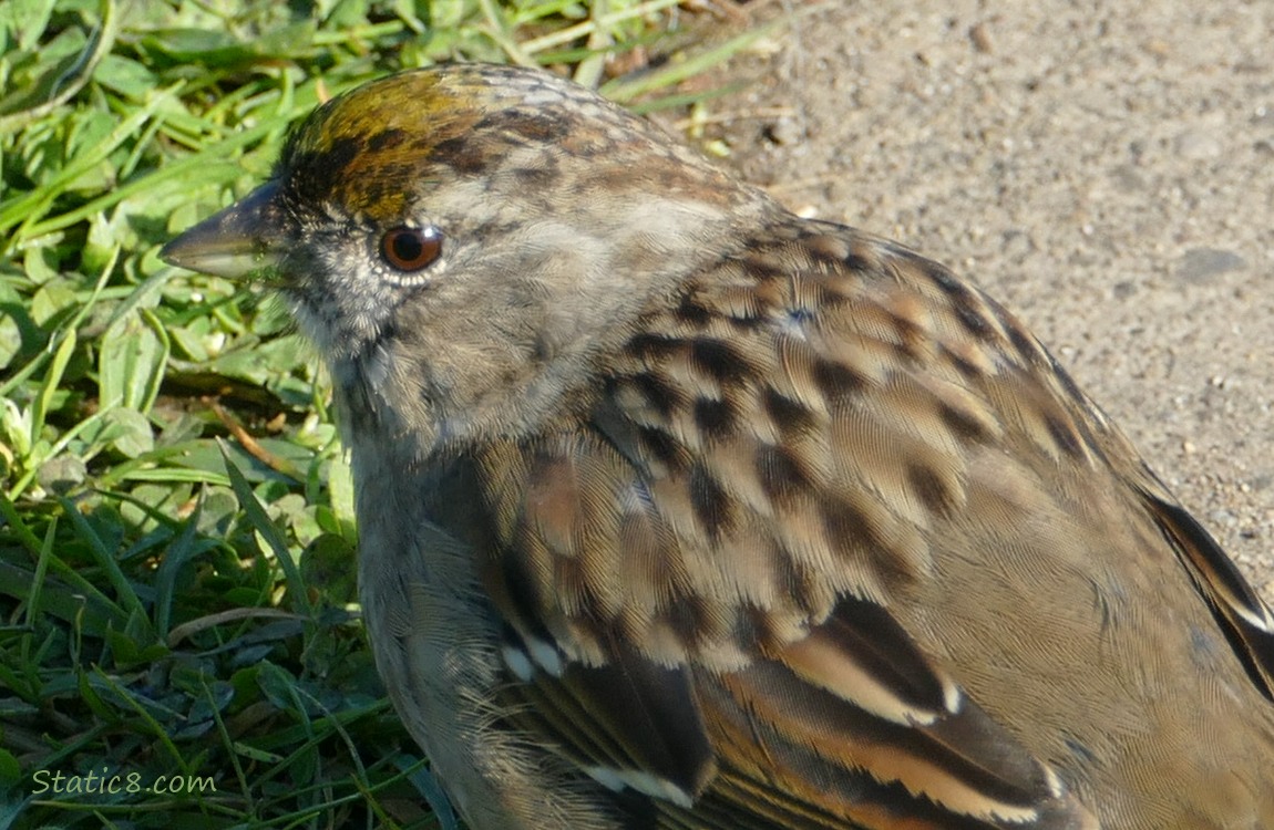 Golden Crown Sparrow standing in the grass