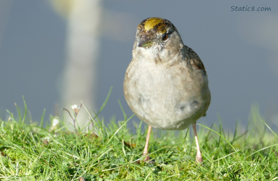 Golden Crown Sparrow standing on a hill of grass