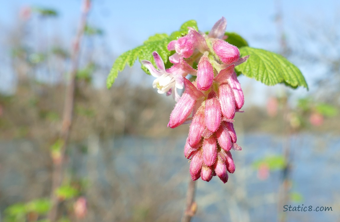 Red Flowering Currant blooms, the river in the backgound