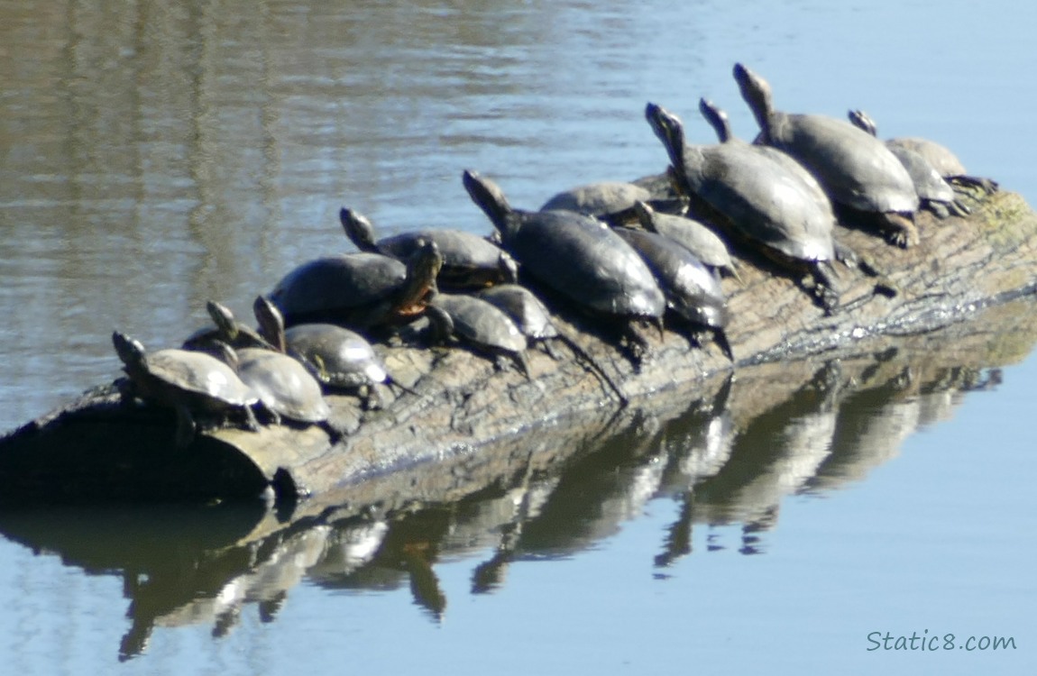 Turtles on a log in the water