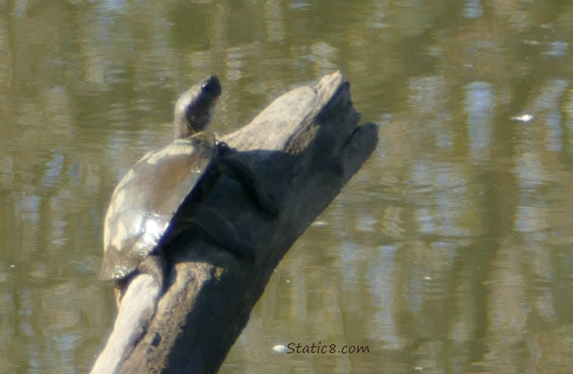 Western Pond Turtle on a snag sticking up from the water