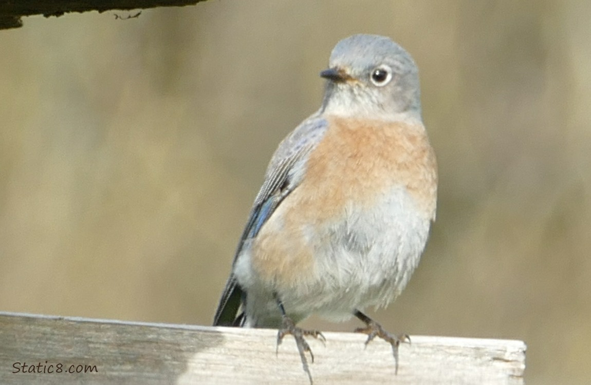 Female Bluebird standing on a wood plank