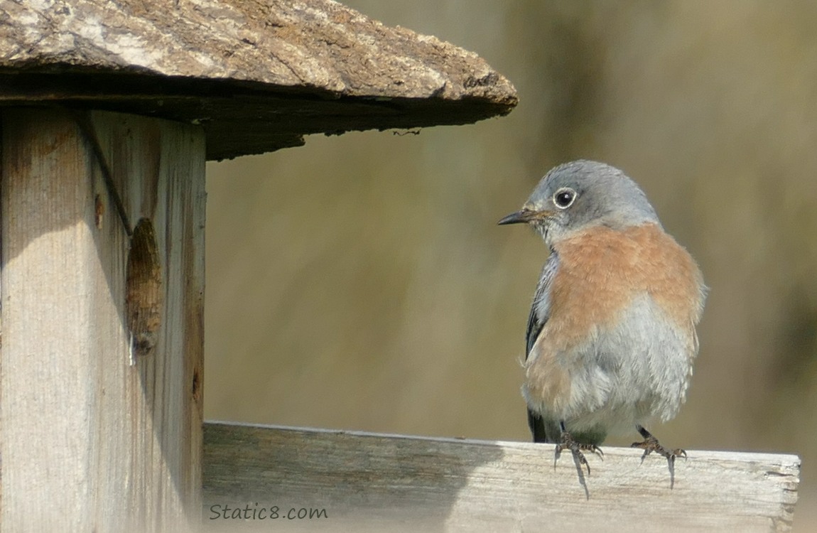 Female Bluebird looking at a nesting box