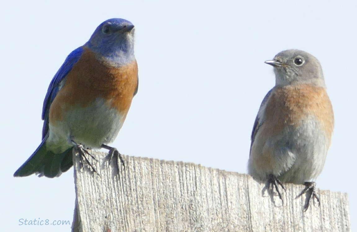 Male and Female Bluebirds standing on a wood nest box