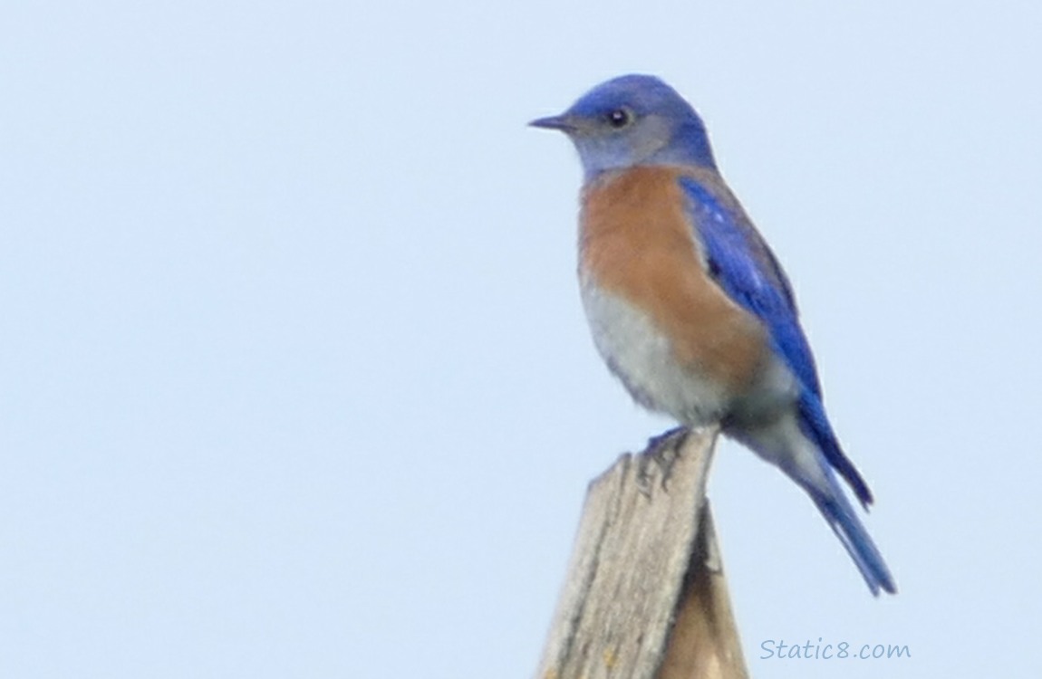Male Bluebird standing on a wood nesting box