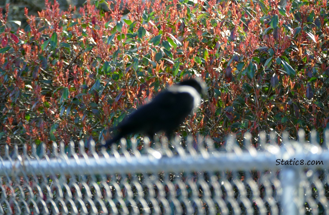 Blurry Crow standing on a chain link fence, a red bush in the background