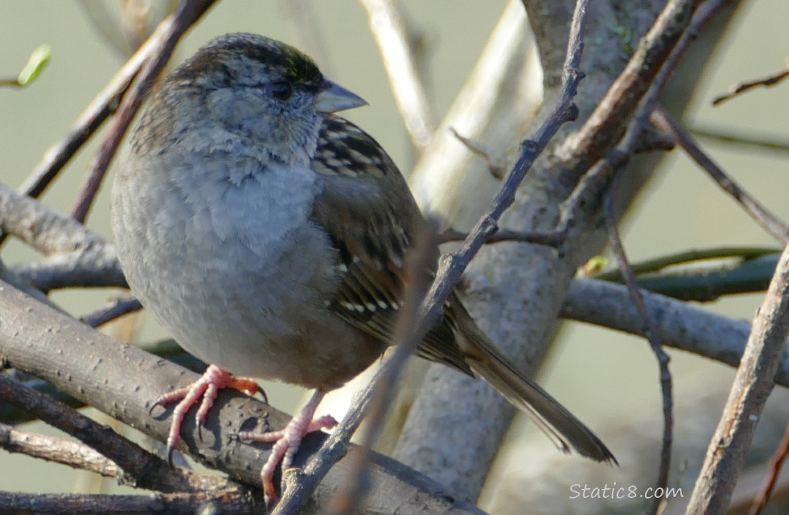 Golden Crown Sparrow standing on a branch