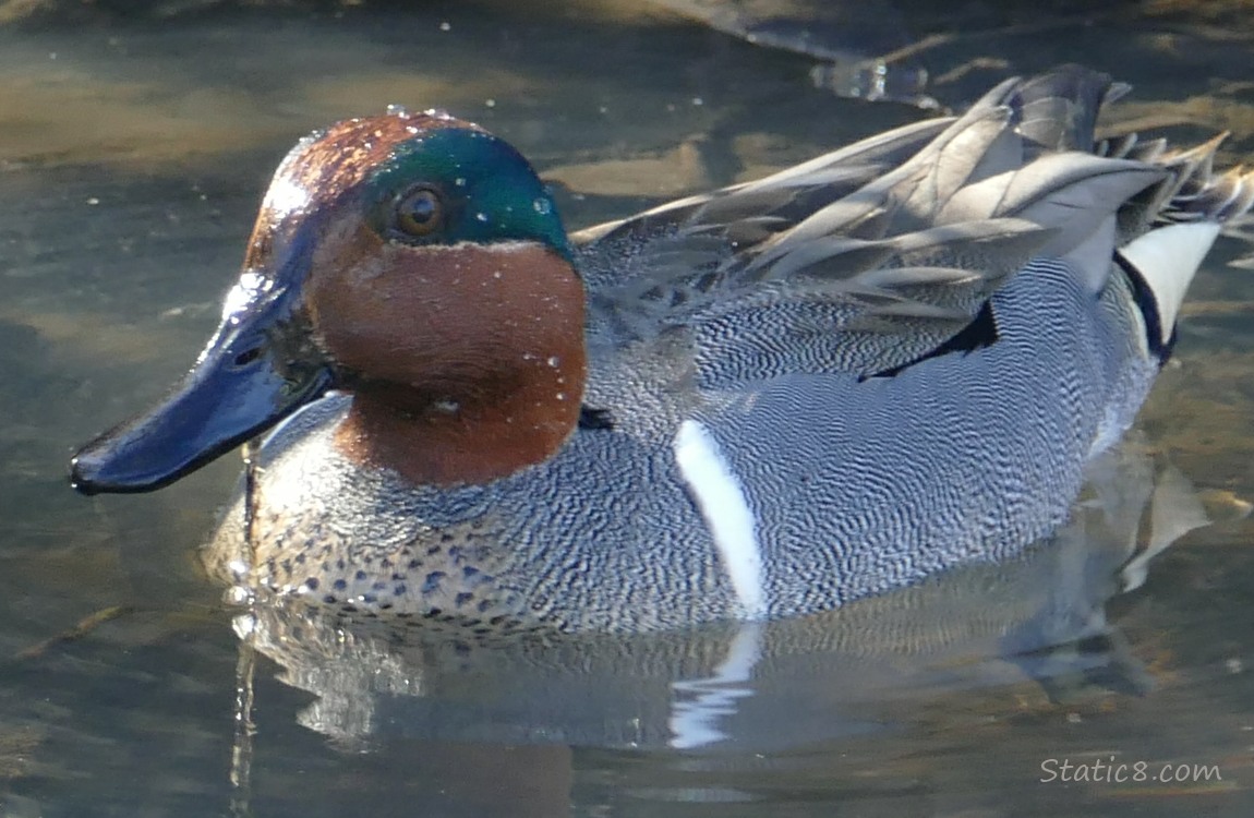 Male Green Wing Teal, on the water