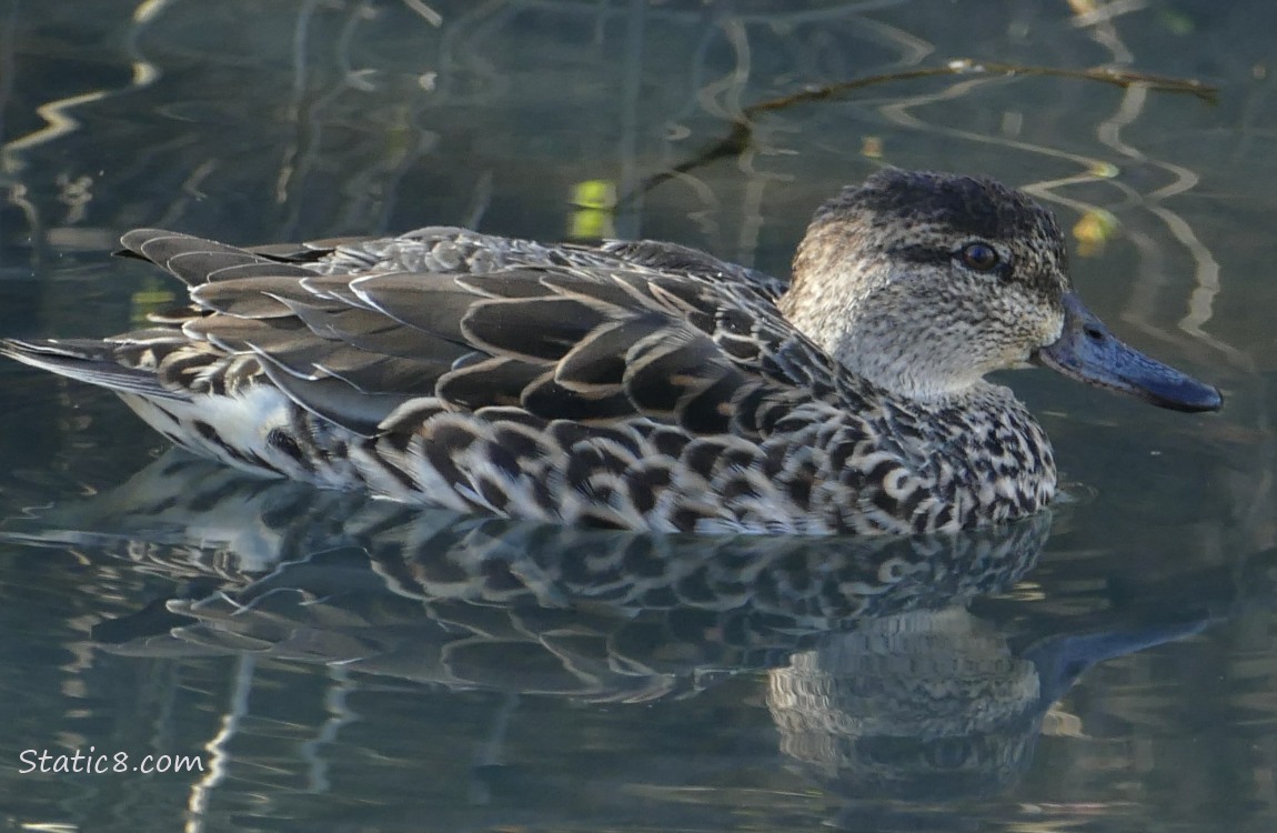 Female Green Wing Teal, on the water