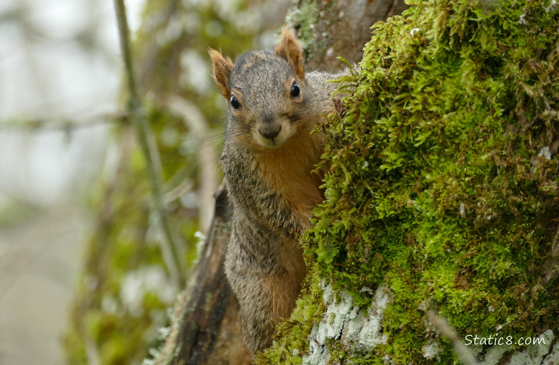 Squirrel hanging from the side of a mossy green tree trunk