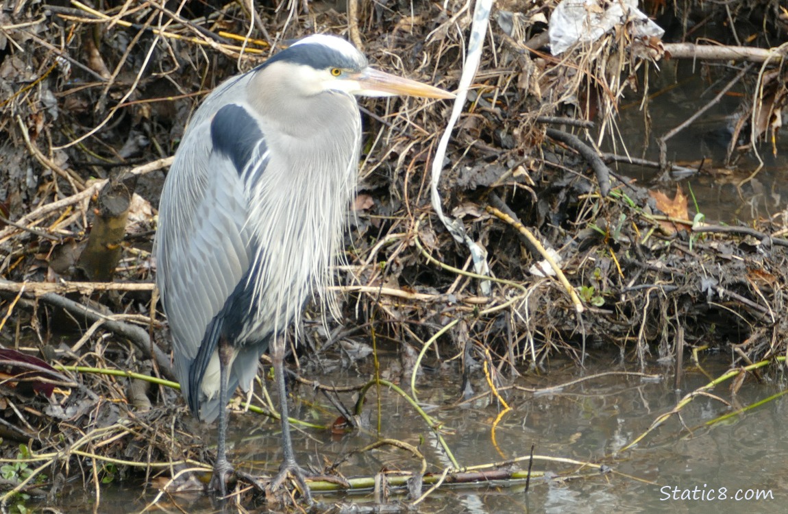 Great Blue Heron standing on sticks near the bank of the creek