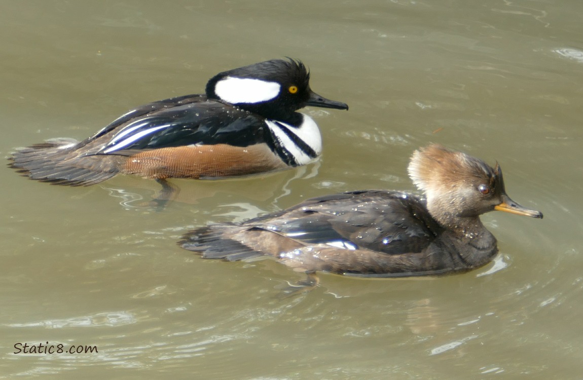 Male and Female Hooded Mergansers, paddling on the water