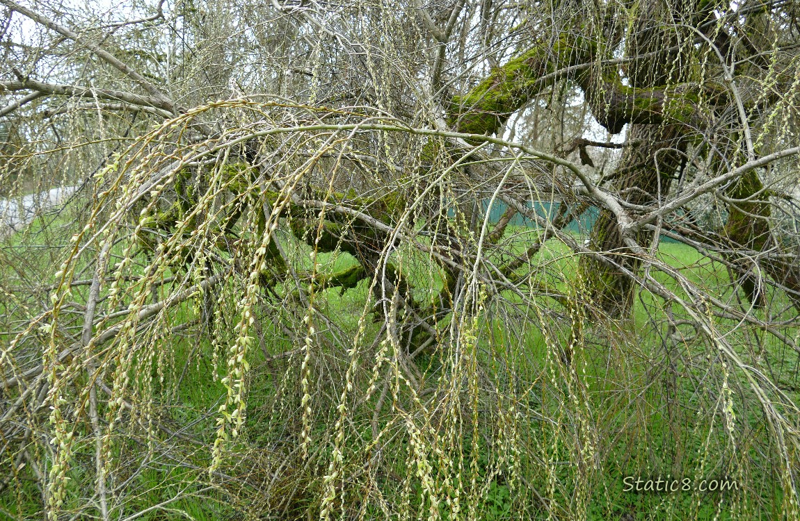 Fallen willow branch with green buds
