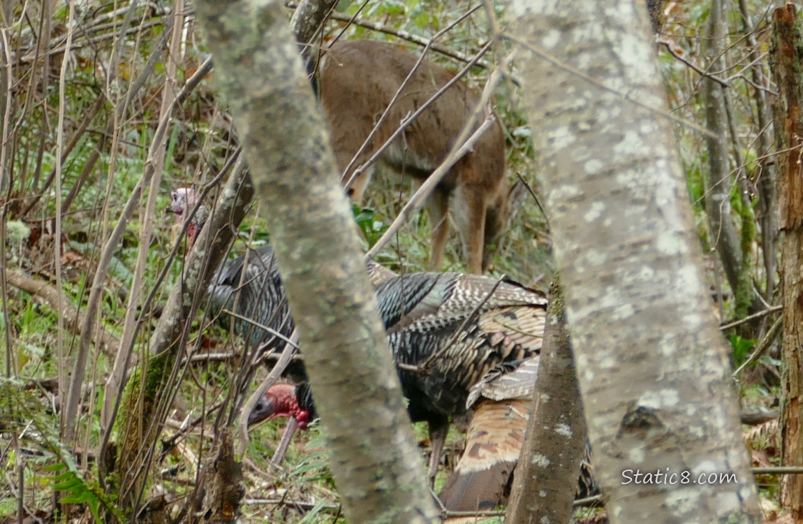 Deer and turkeys blocked by trees in the forest