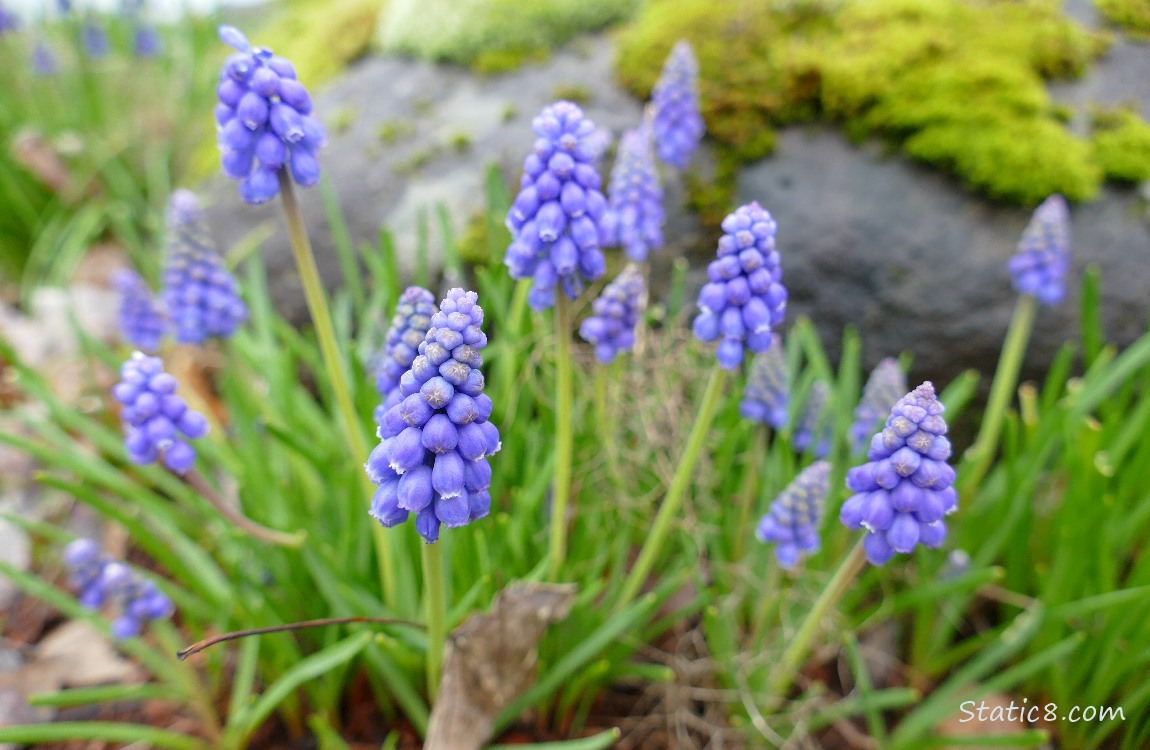 Grape Hyacinths in front of a mossy rock