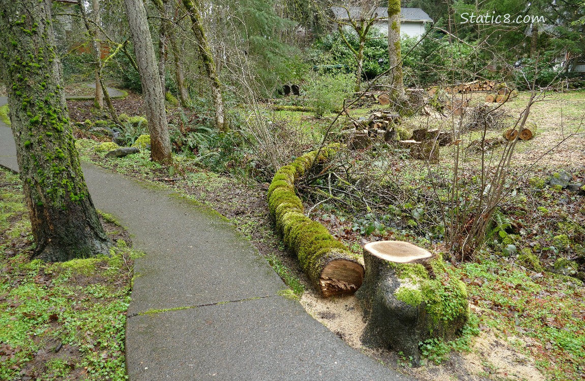 Forest path with fallen and chopped up trees on the ground