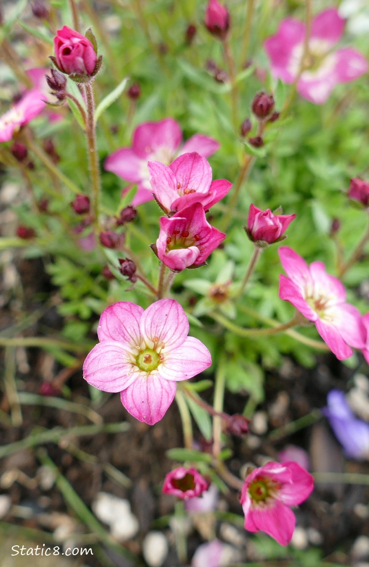 pink Saxifrage blooms