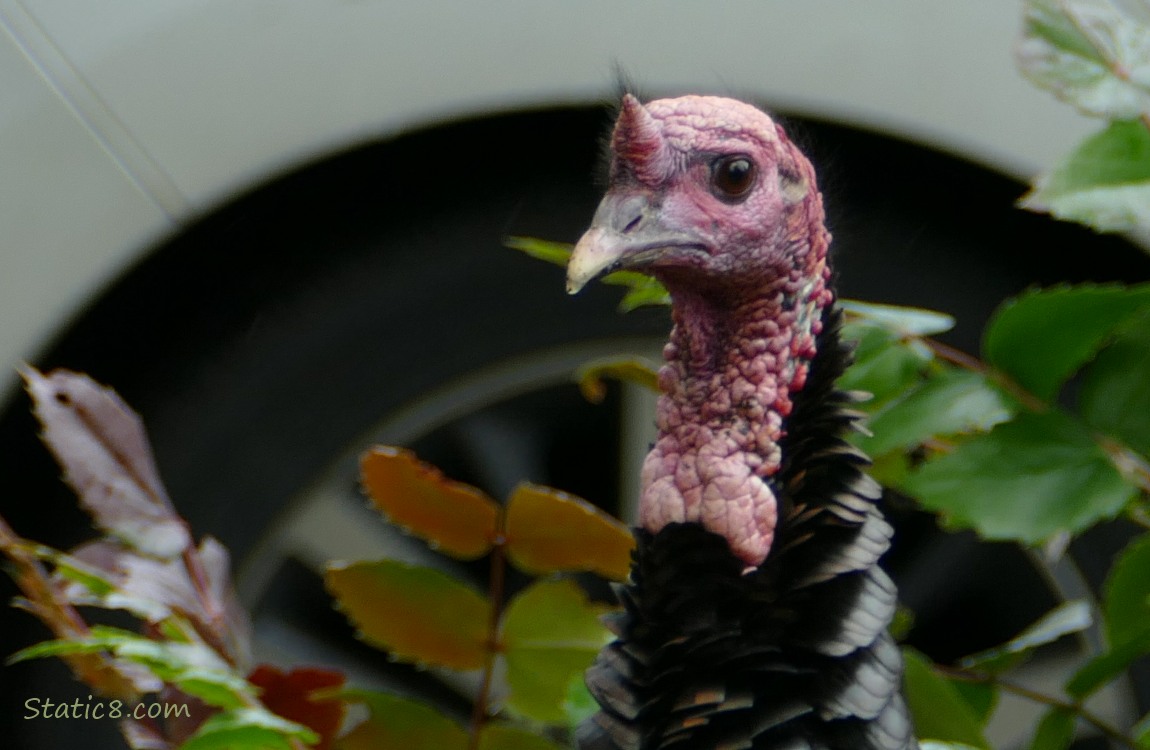 Close up of a Wild Turkey