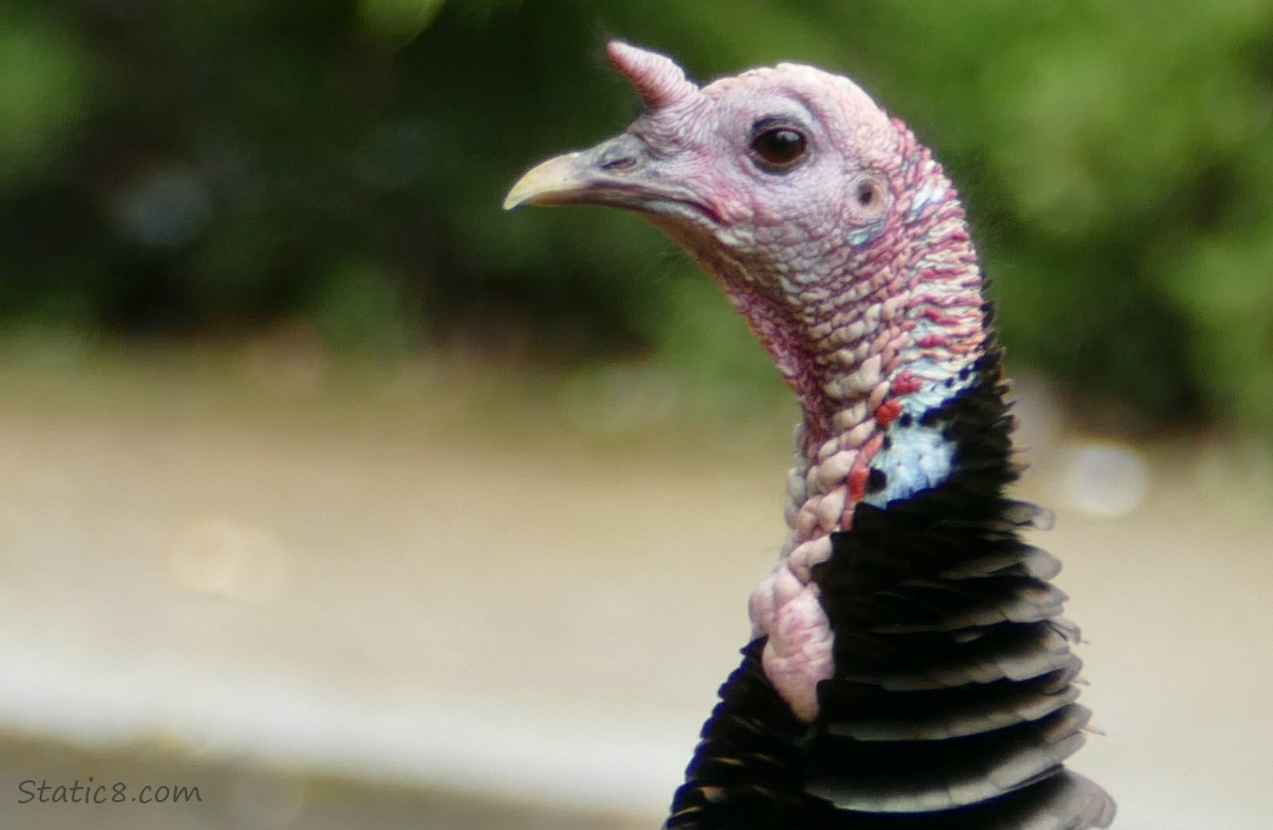 Close up of a male turkeys face