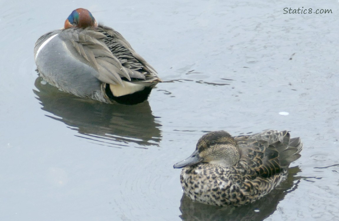 Napping Male and Female Green Wing Teals on the water