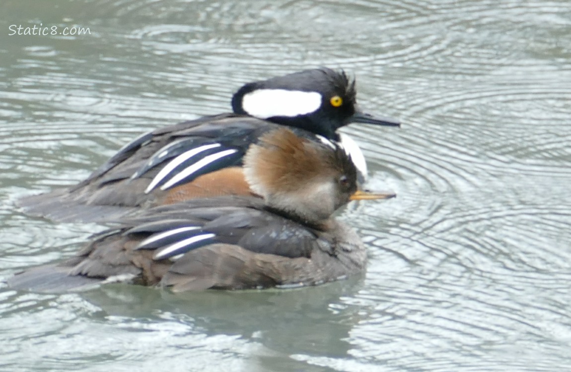 Male and Female Mergansers paddling on the water