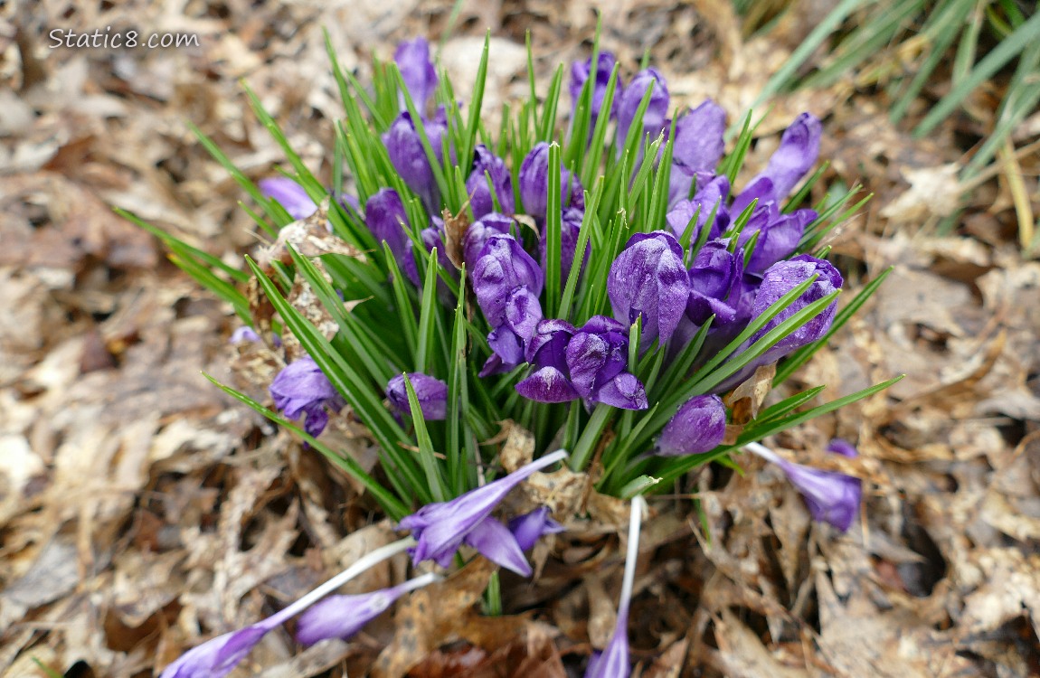 Purple Crocuses with closed blooms, surrounded by leafy mulch