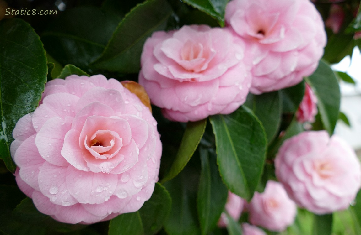 Pink Camellia blooms