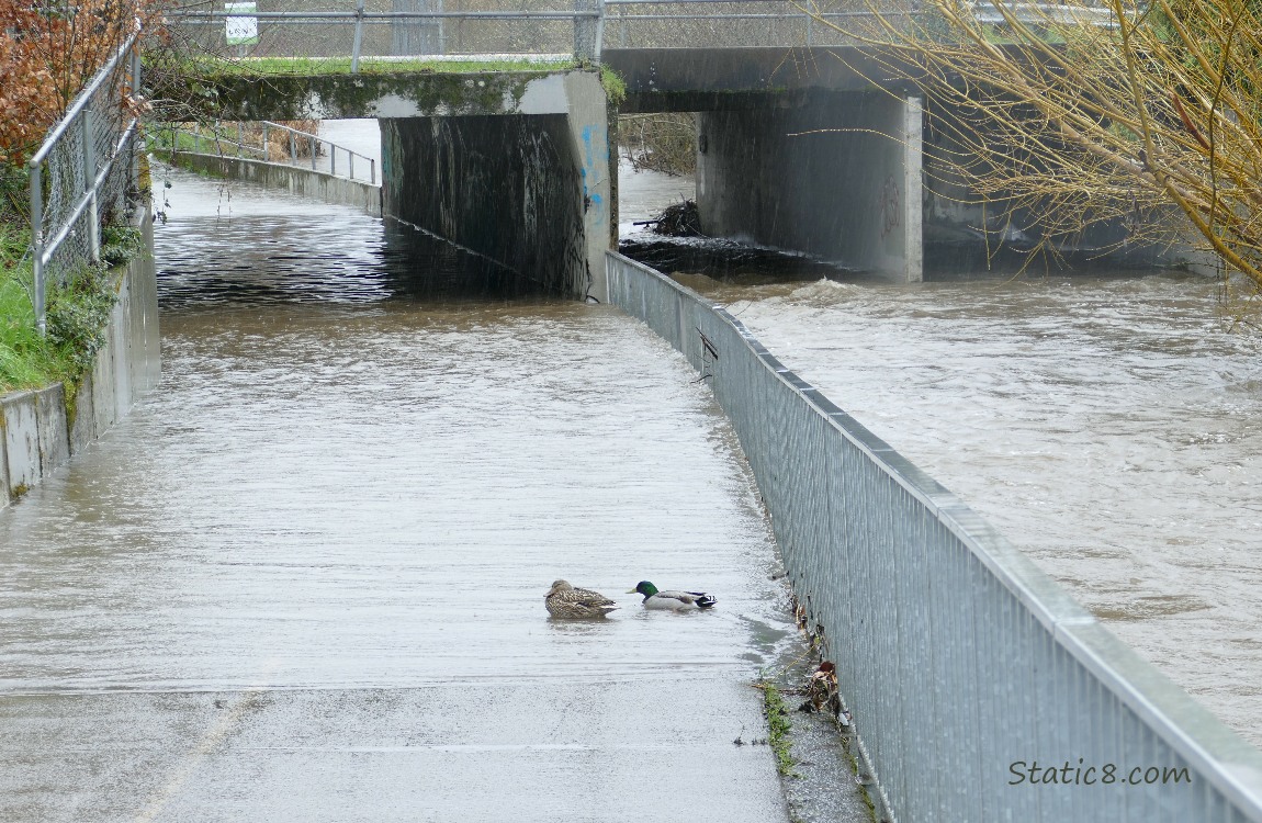 Flooded bike path with ducks