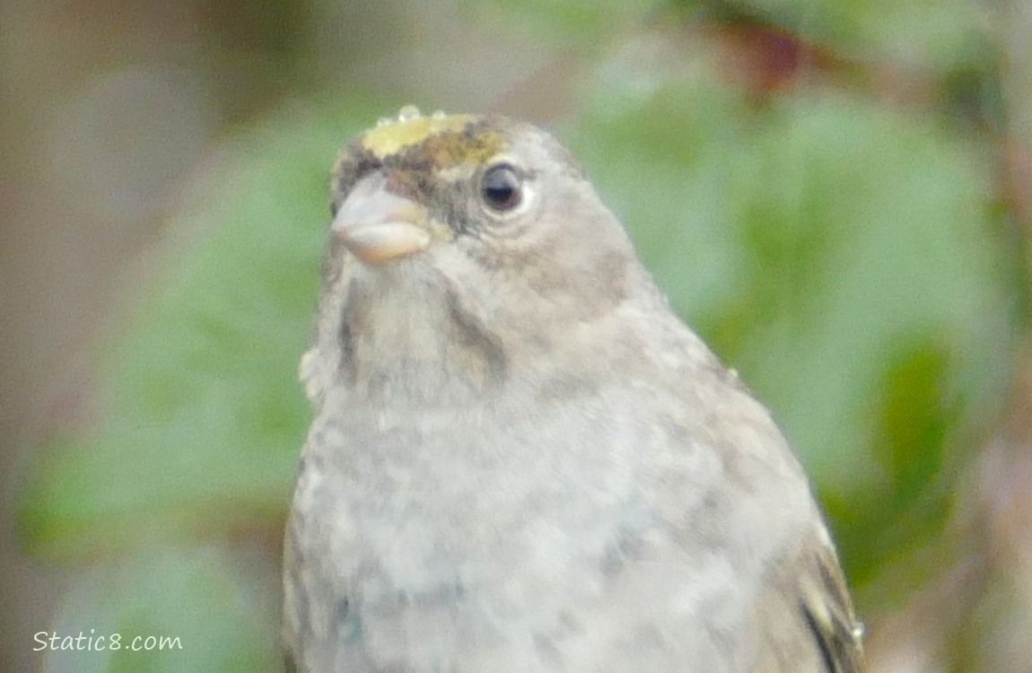 Close up of Sparrow with water drops on her head