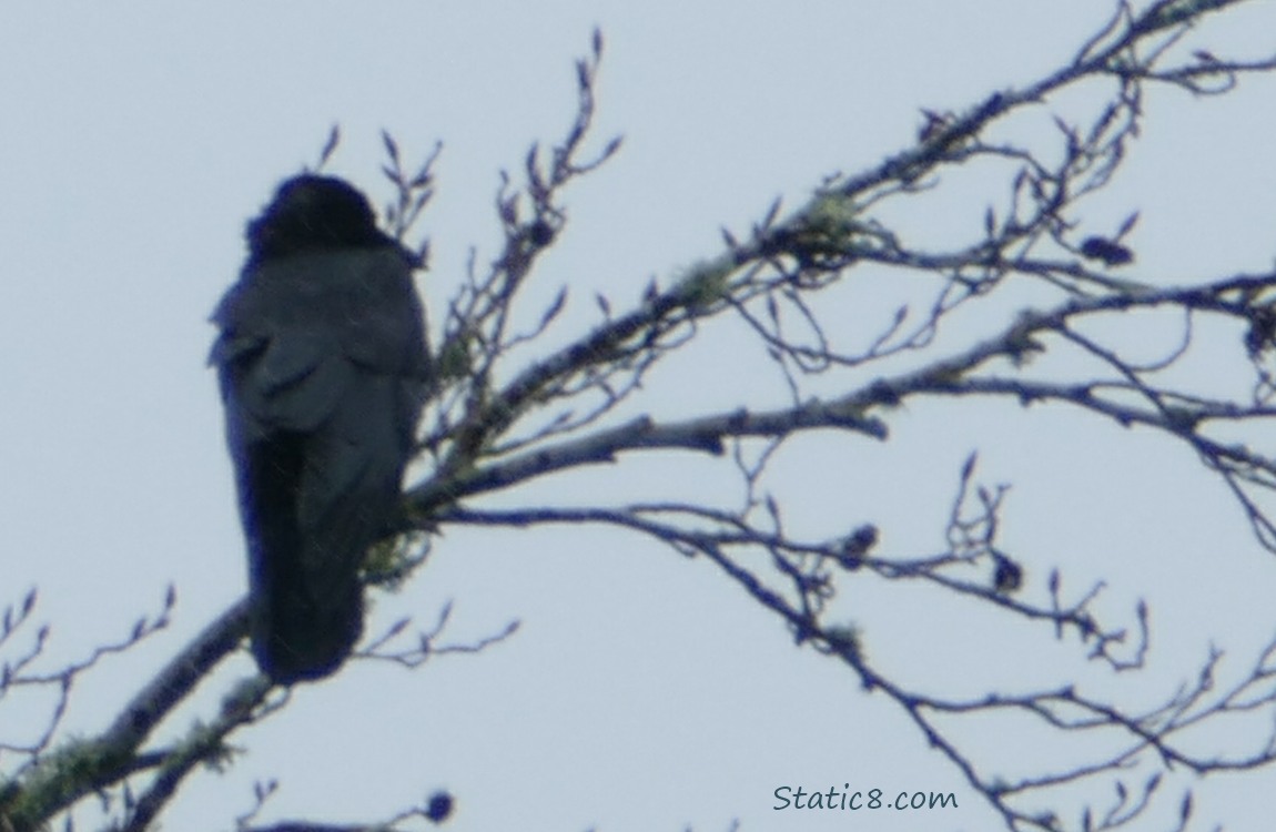 Big Corvid, silhouette on a branch