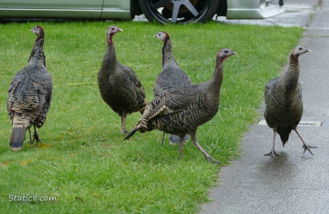 Five Wild Turkeys standing on the lawn