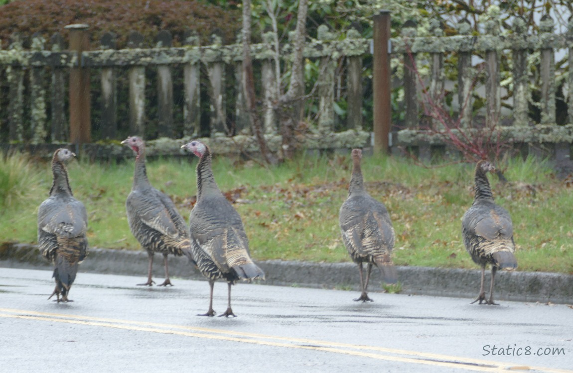 Five Wild Turkeys standing in the street