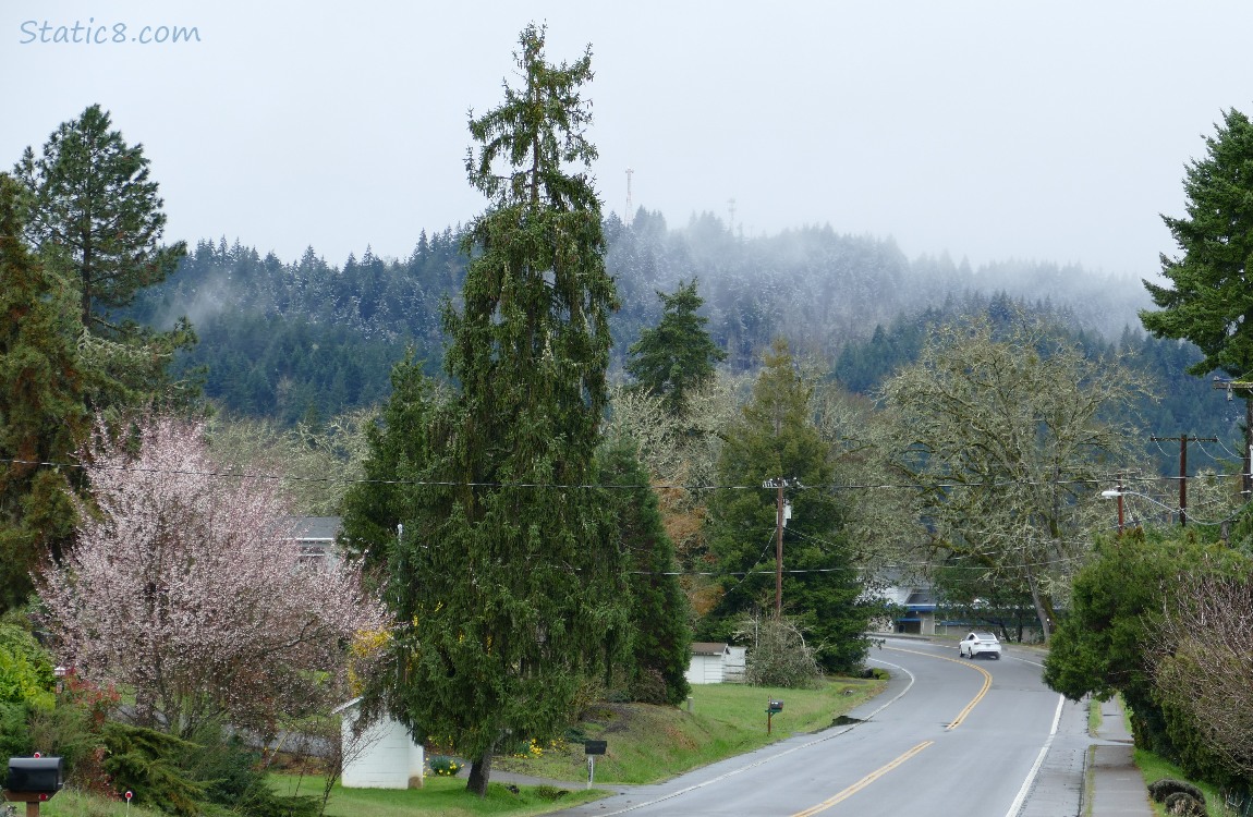 Trees on the hill, a street in the foreground with a single car