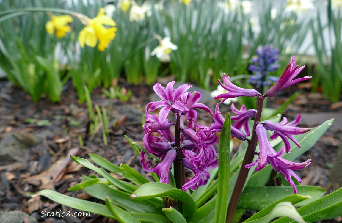 Purple Hyacinths with Daffodils in the background