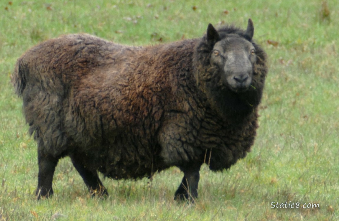 a black sheep standing in the grass