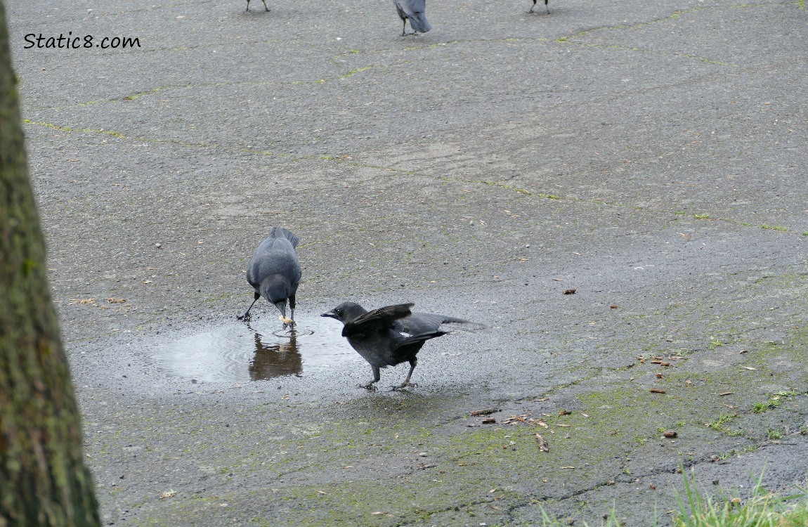 Second Crow stealing food