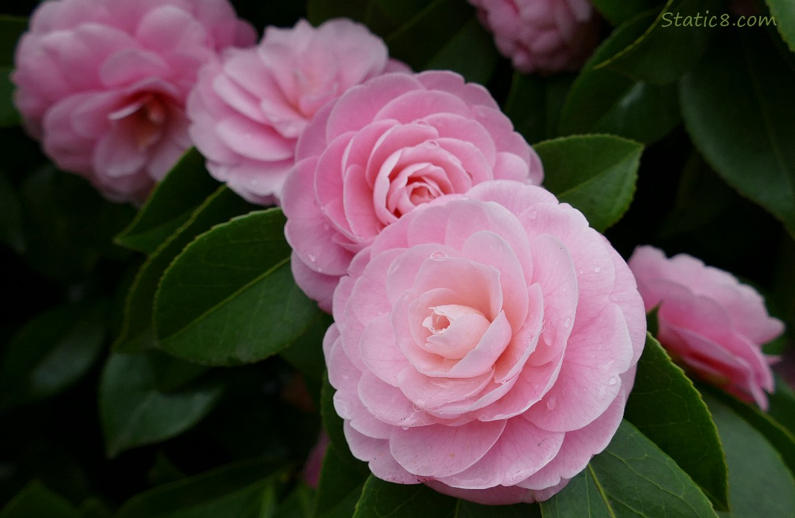 Pink Camellia blossoms