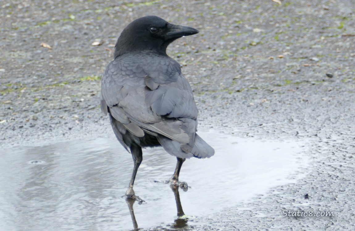 Crow standing in a puddle in the road