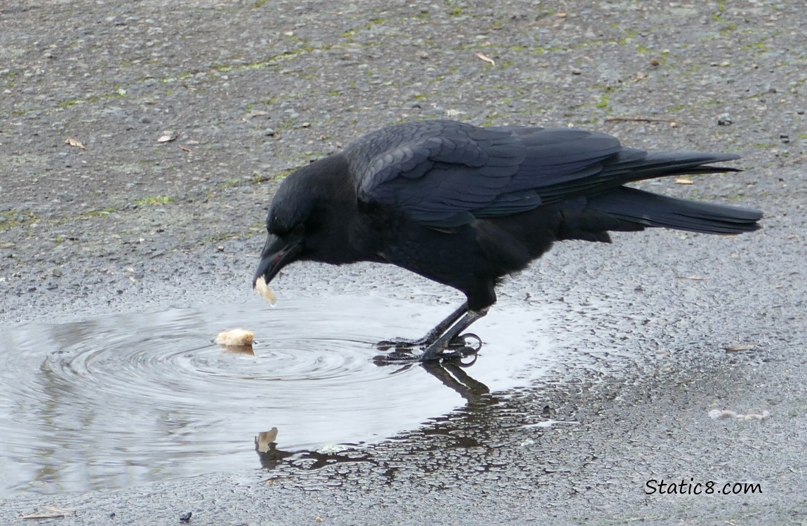Crow with a treat at a puddle