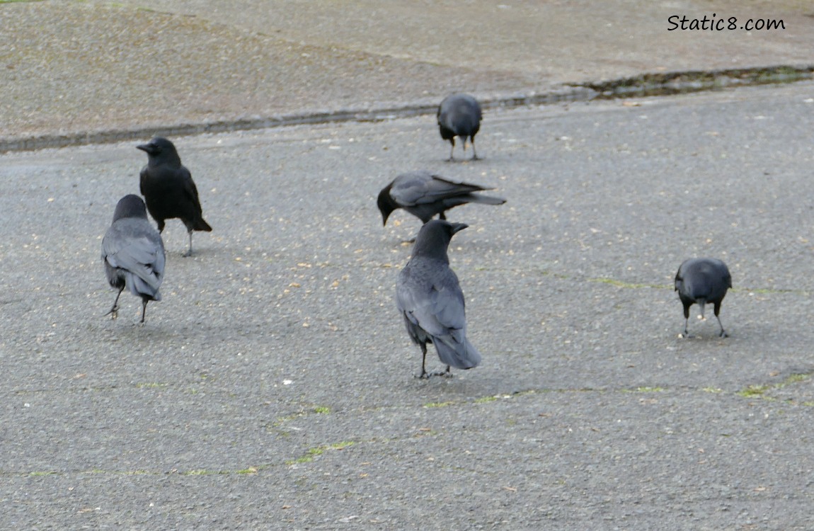 Six Crows walking and pecking on the street