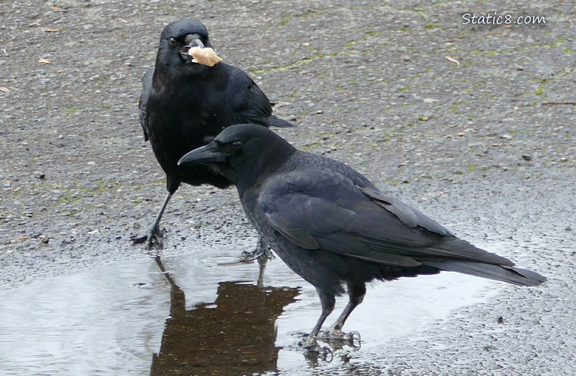 Crows at a puddle