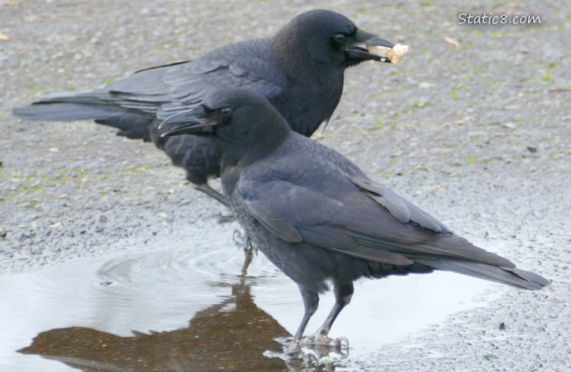 Crow walks away with food in their beak