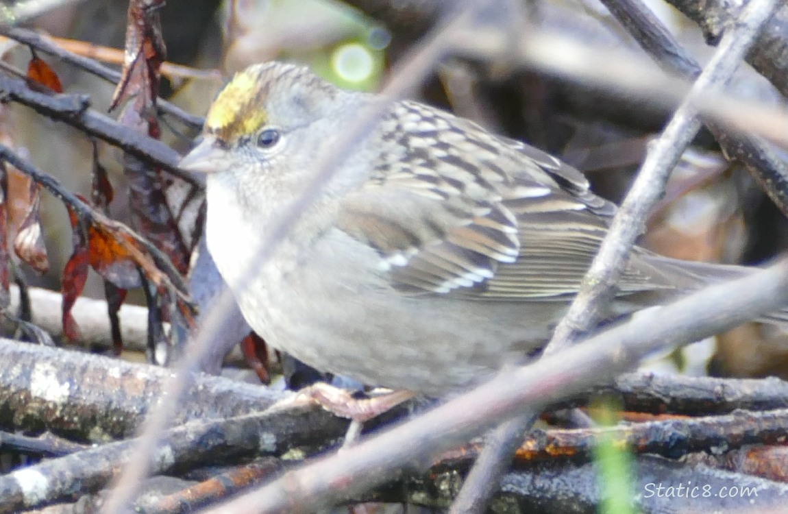 Golden Crown Sparrow standing on a branch, surrounded by sticks