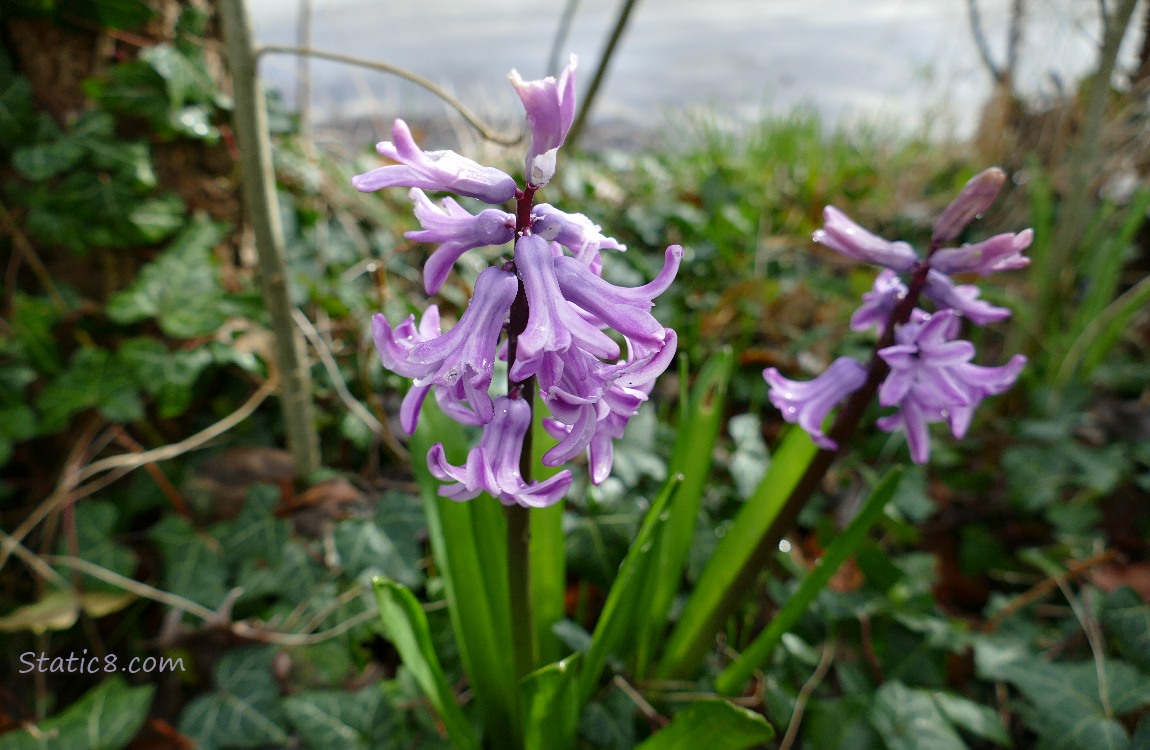Purple Hyacinth blooms surrounded by English Ivy