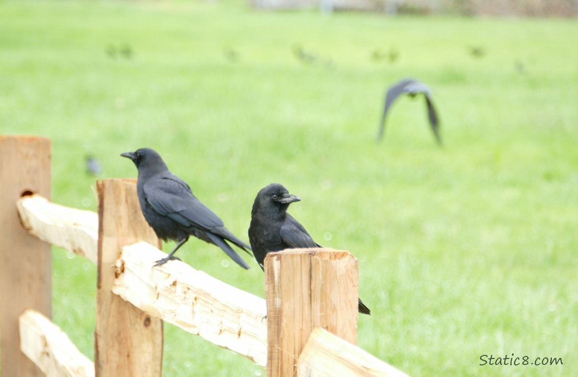 Two crows standing on a rough cut wood fence, other crows in the background